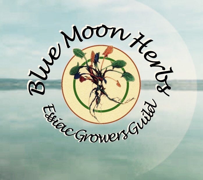 Blue Moon Herbs - Essiac Tea "Good all over again"